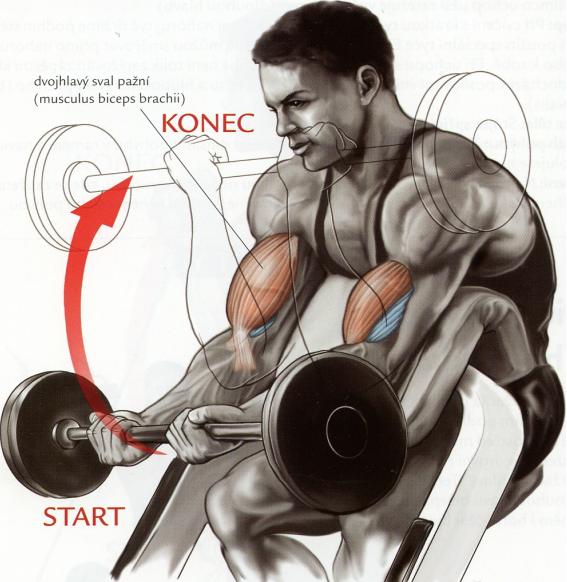 bicepsovyzdvihnalaviciscinkou