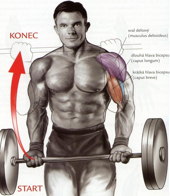 bicepsvstoji